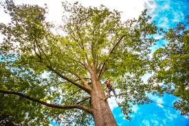 Best Tree Health Inspection  in Brighton, IL