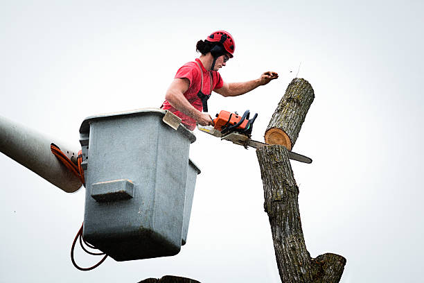 Trusted Brighton, IL Tree Services Experts