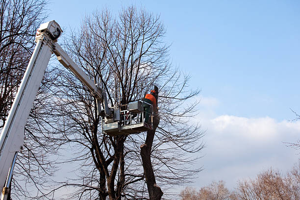 Best Weed Control  in Brighton, IL