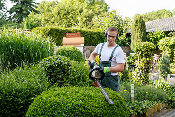 Best Stump Grinding and Removal  in Brighton, IL