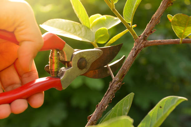 Best Tree Removal  in Brighton, IL