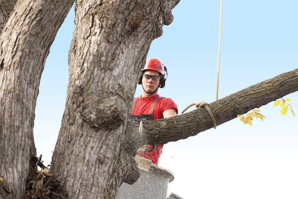 How Our Tree Care Process Works  in  Brighton, IL